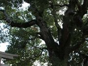 Yanwenliさんの船守神社の投稿写真4