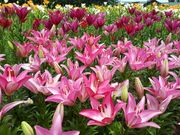 かおりさんのいいでどんでん平ゆり園の投稿写真2