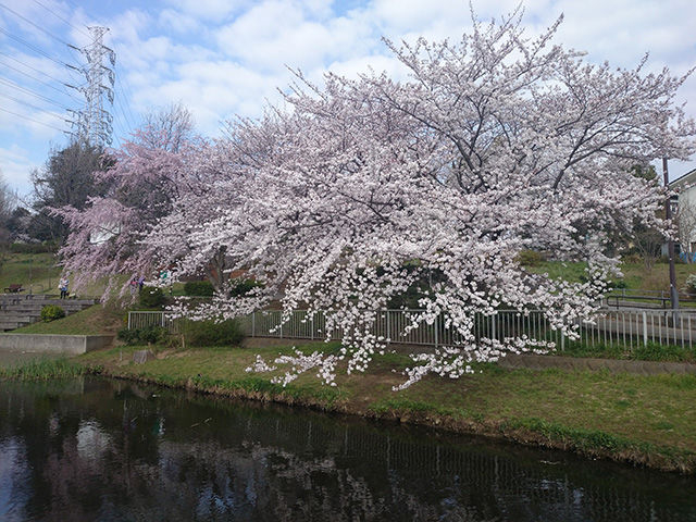 桜_JR根岸駅