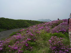 阿蘇山上のミヤマキリシマの写真1
