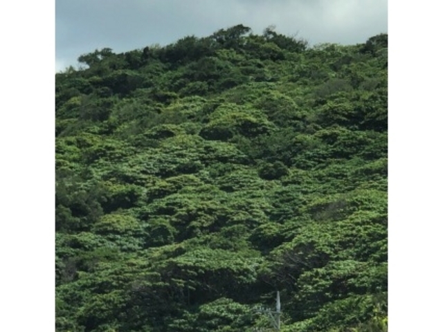 いーづさんの翁山の投稿写真1
