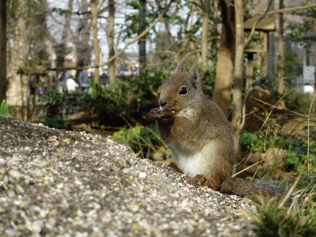 近くで観れるリス_井の頭自然文化園