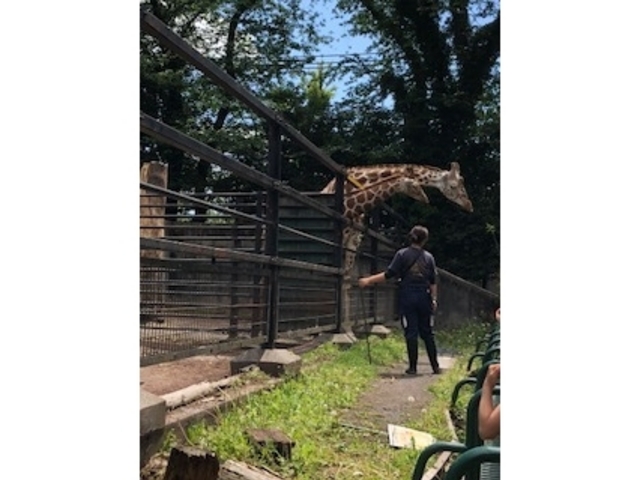 きりん_ヒノトントンZOO(羽村市動物公園)