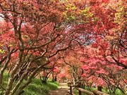 かずさんの風呂山公園の投稿写真1