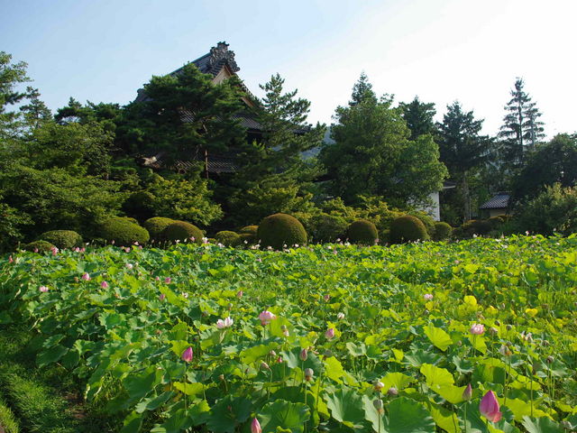 信濃国分寺の蓮