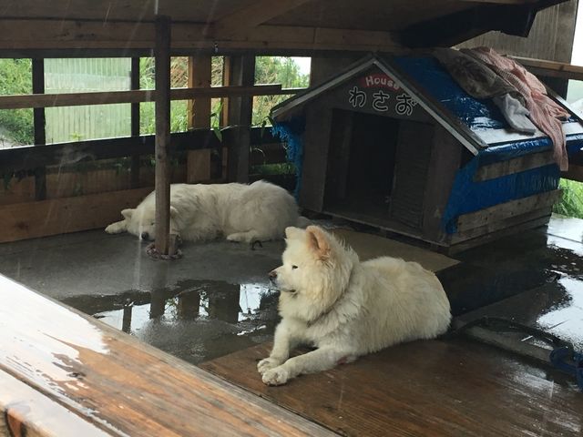 きくや商店