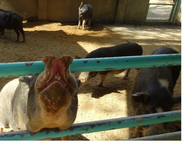 ぶた。_福知山市動物園