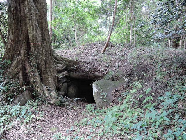 大きな木の横に横穴式石室を見つけることができました_福庭古墳