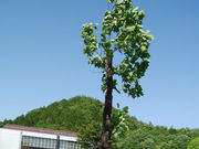 こうむさんの岐阜市少年自然の家の投稿写真1