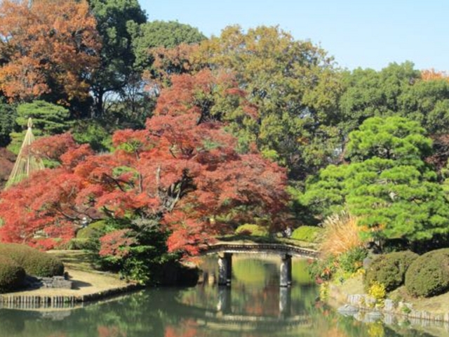 紅葉_六義園 田鶴橋