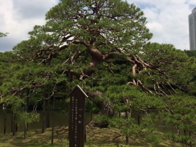一つ松_一つ松(小石川後楽園)