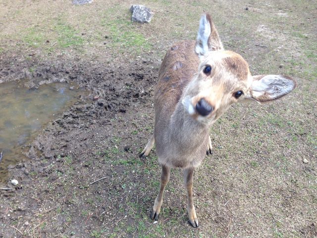 子供の鹿_奈良公園
