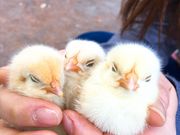 くろねこさんの智光山公園の投稿写真1