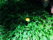 ねこたんぽさんの畳ケ淵の投稿写真4