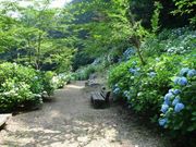 SHINさんの猿橋近隣公園の投稿写真1