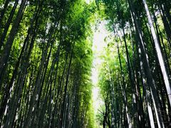 arincoさんの竹林の道への投稿写真1