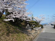 JOEさんの桃陵公園の投稿写真1