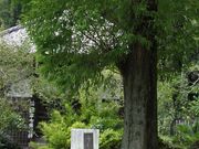 Yanwenliさんの村檜神社の投稿写真7