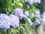 めのうさんの飛鳥の小径のアジサイの投稿写真1