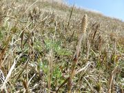 すずめめだかさんの遠賀川の投稿写真1