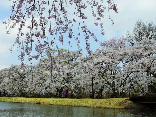 雷ちゃんさんの馬見塚公園の投稿写真2