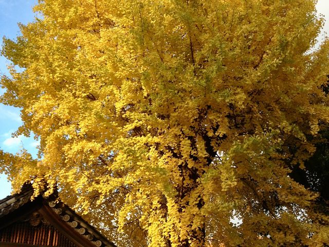 立派な銀杏_護王神社