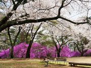 雷ちゃんさんの馬見塚公園の投稿写真1