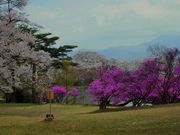 雷ちゃんさんの馬見塚公園の投稿写真3
