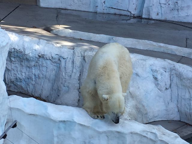 ホッキョクグマ_上野動物園 ホッキョクグマ