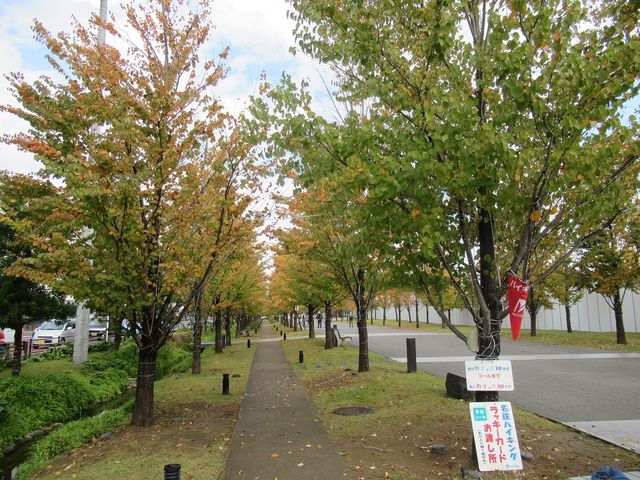 敷地内紅葉も始まりつつある_みんなの森ぎふメディアコスモス