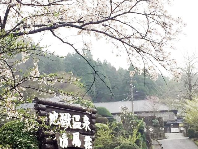 震災前縁2,015年4月に訪れた地獄温泉清風荘の入口 満開の桜がお出迎え_地獄温泉「清風荘」