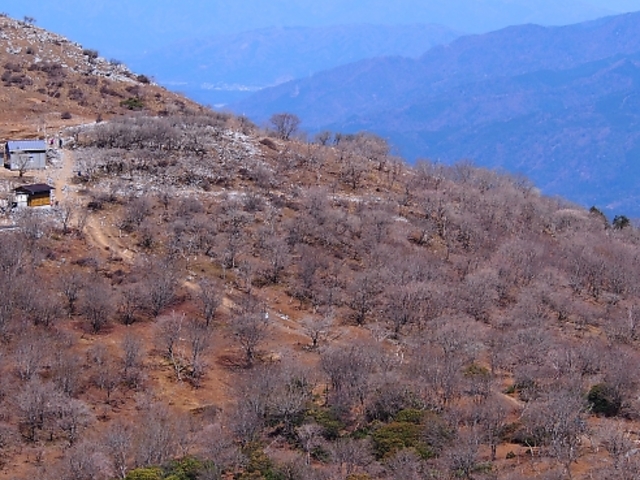 岳さんの藤原岳の投稿写真4