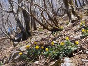 岳さんの藤原岳の投稿写真1