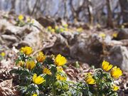 岳さんの藤原岳の投稿写真2