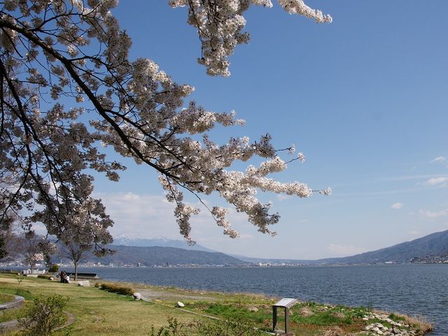 諏訪湖の桜_諏訪湖(長野県諏訪市)