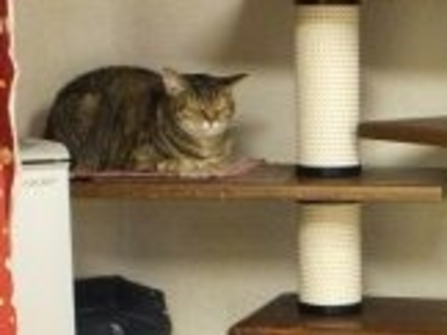 浅草ねこ園_浅草ねこ園