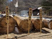 雷ちゃんさんの諏訪大社下社秋宮の投稿写真5