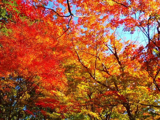 赤、オレンジ、黄色、緑もみじが綺麗でした。_醫王霊山 温泉寺