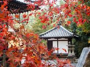 こぼらさんの根來寺の紅葉の投稿写真1