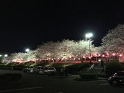 ゆ〜ぶんさんの旭公園の投稿写真1