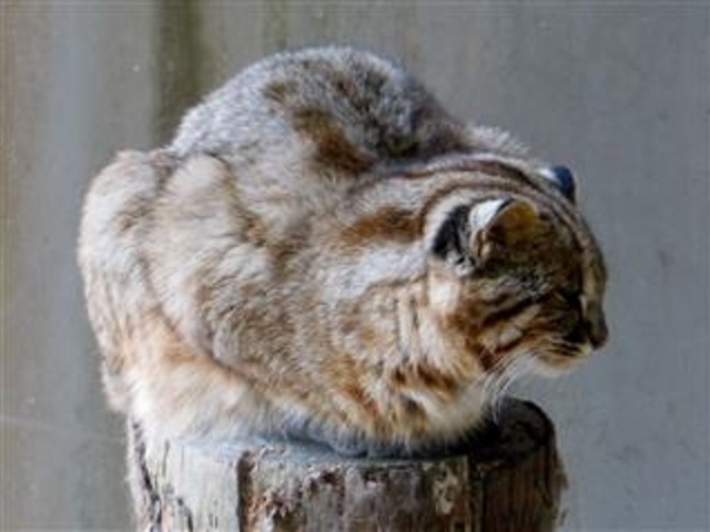 対馬山猫「福馬」君2004年4月3日生まれ。(耳の後ろに白い斑点)_対馬野生生物保護センター