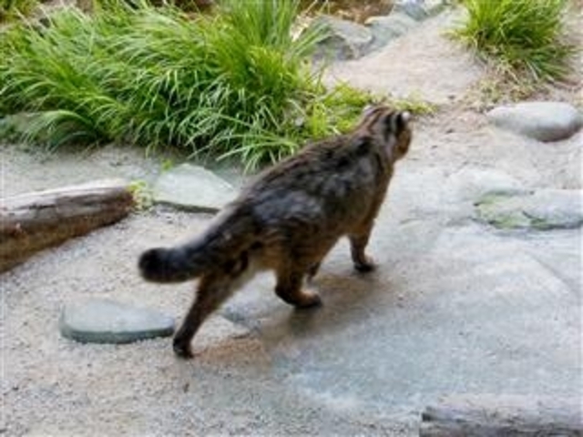 園内を歩く「対馬山猫」(胴長短足で尾が太くて長い)_対馬野生生物保護センター