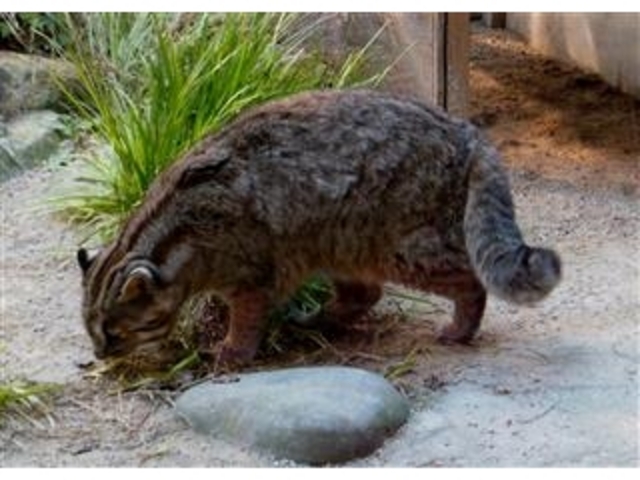 餌を探す「対馬山猫」_対馬野生生物保護センター
