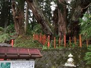 どらえもんさんの八つ房杉の投稿写真1