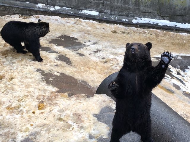 冬の訪問でしたが、元気なクマさんも多いです_昭和新山熊牧場