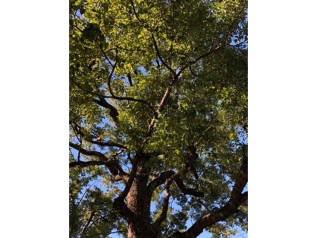 神秘的_愛宕神社
