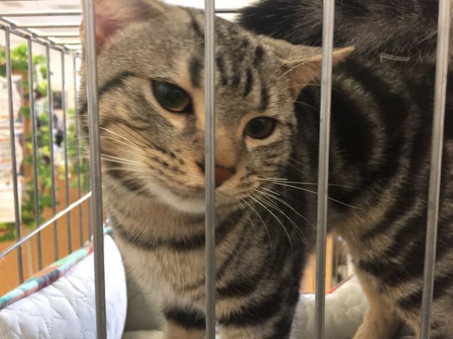 保護ネコ。触ると大喜びでした_Moff animal world BIGHOPガーデンモール印西店