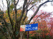 こうむさんの比叡の樹林の投稿写真1