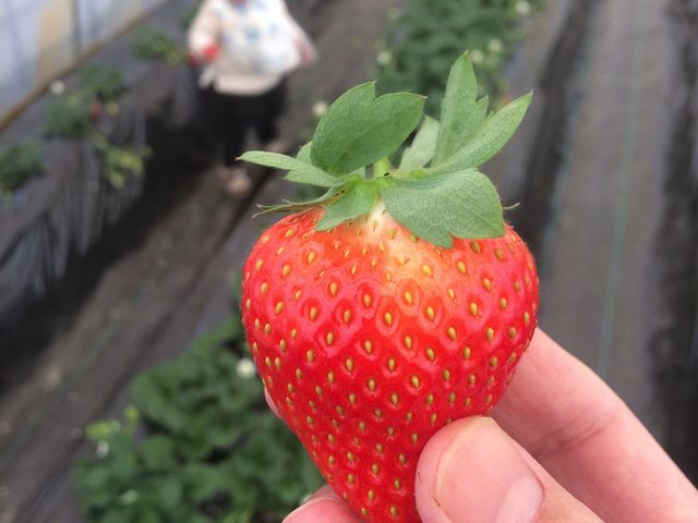 子供も楽しめます!_野口農園