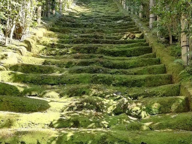 美しい苔の階段です_杉本寺 苔の階段